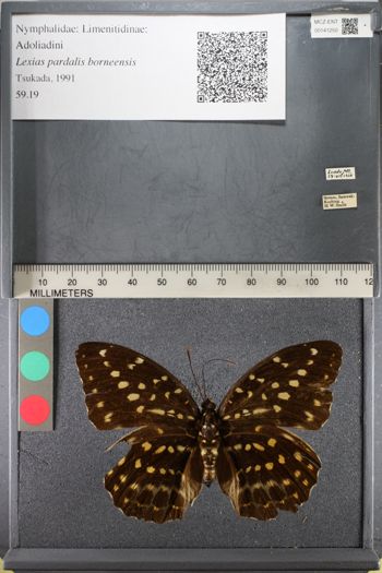 Media type: image;   Entomology 141250